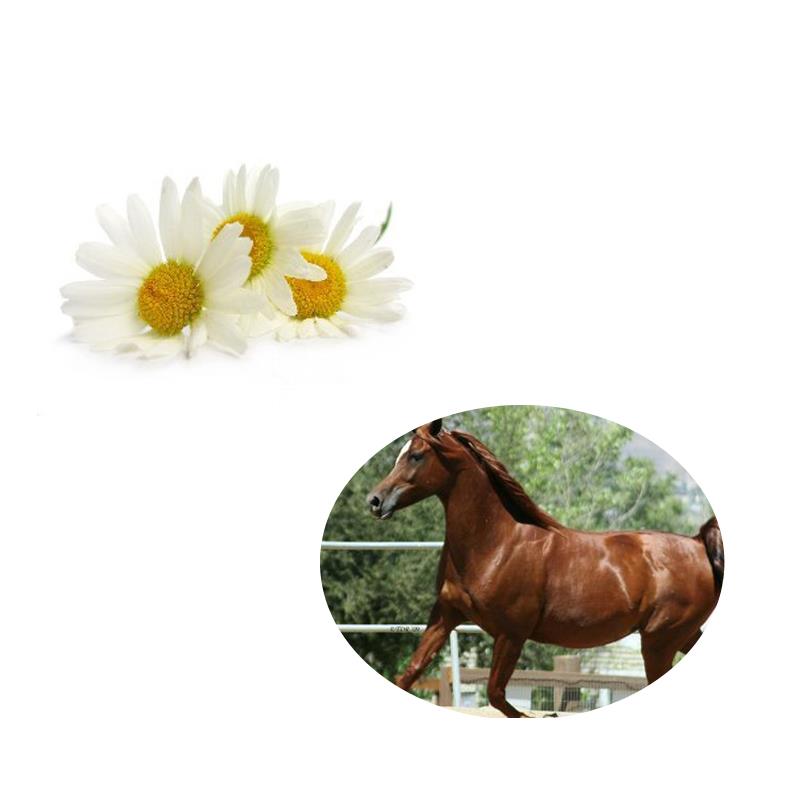 Chamomile Powder for horse 
