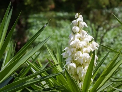 4 Feidhmchláir Tionscail & Sonraí Éifeachtúlachta Púdar Sliocht Yucca