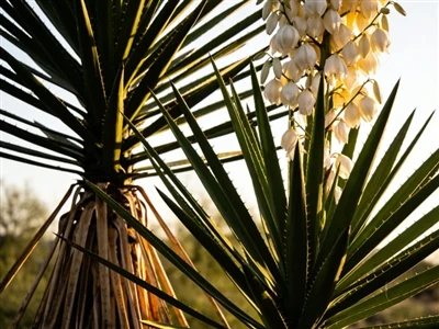 Sliocht Yucca Vs. Gníomhairí Ceimiceacha: Conas Roghnaigh Do Thionscadal