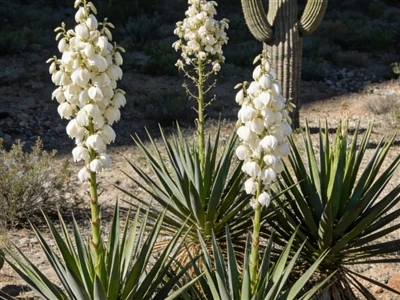 Sliocht Yucca: CCanna & Treochtaí sa Todhchaí sa Talmhaíocht Inbhuanaithe