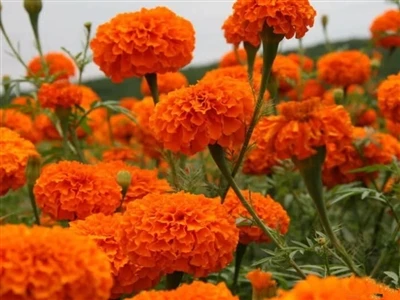 Cad é Sliocht Marigold? Príomhfhoinse Nádúrtha Lutein